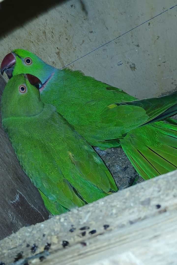 Pair of Indian Ringneck Parrots