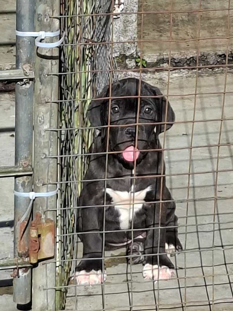 Cute Black and White Puppy