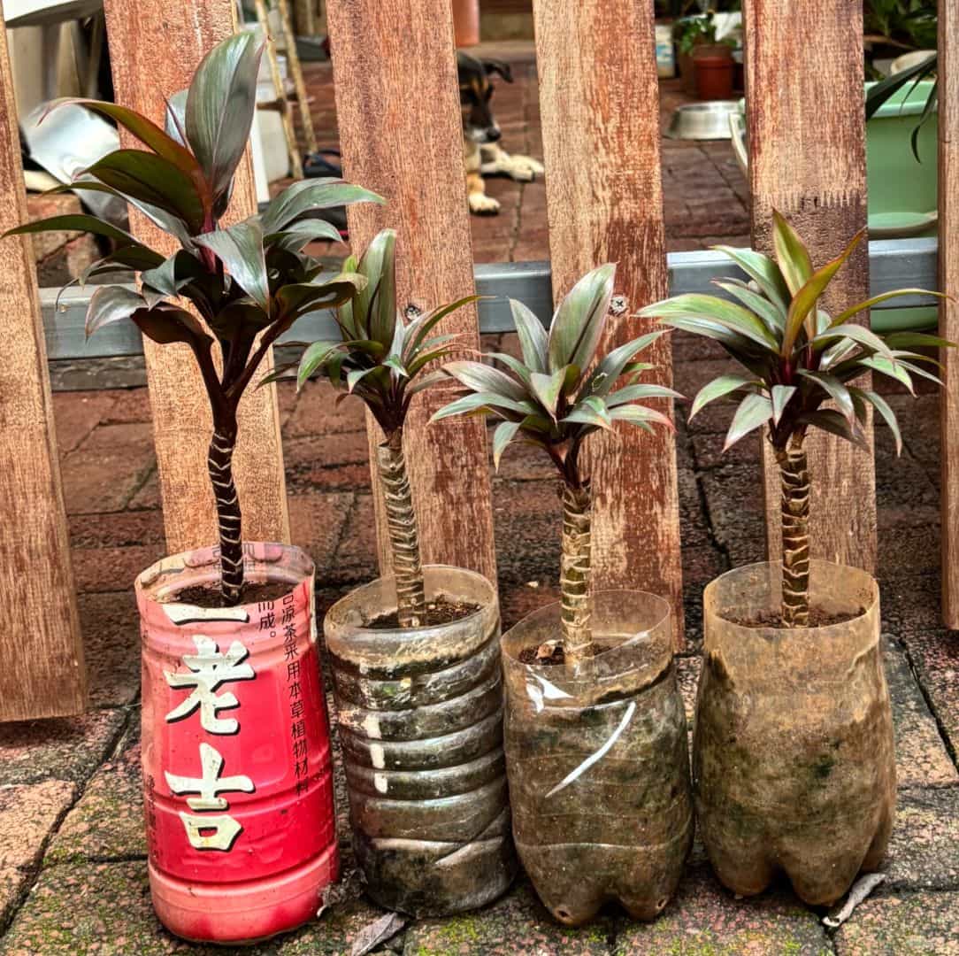 Cordyline Plant