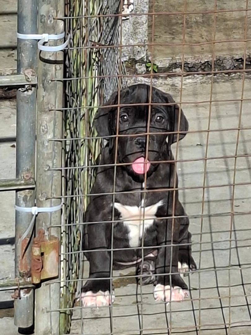 Cute Black and White Puppy - Image 1 of 1