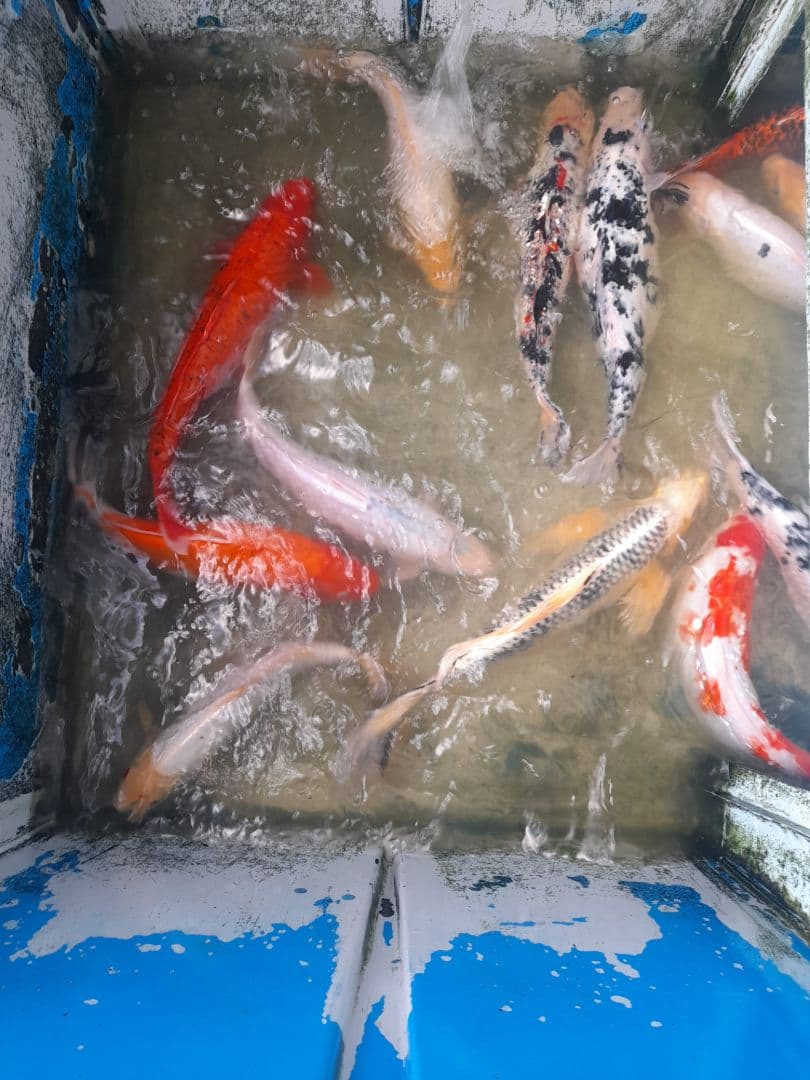 Fiberglass Fish Basin 5ft x 4ft thumbnail 2